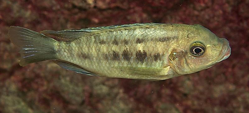 Petrotilapia kitrinos 'Mumbo Island'